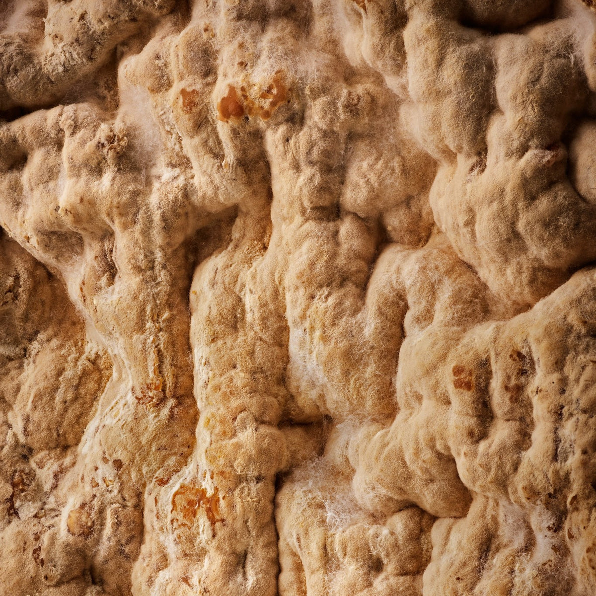 The Role of Microflora in Cheesemaking – Rennet & Rind