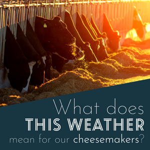 What does this weather mean for our Cheesemakers?