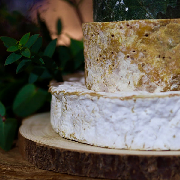 Scholar Cheese Tower